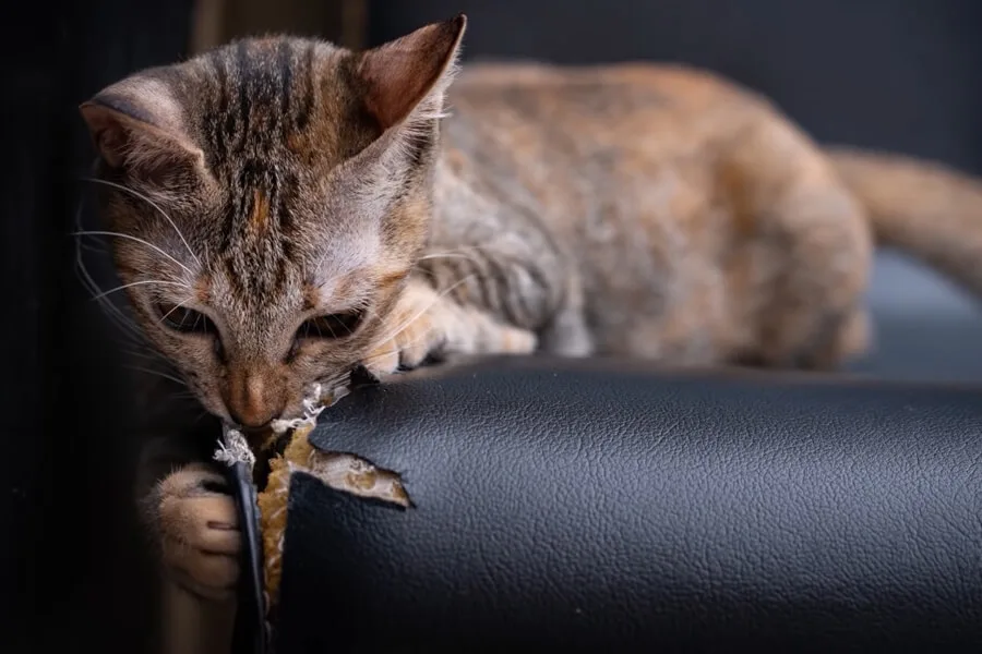 Cat Scratching Leather Couch