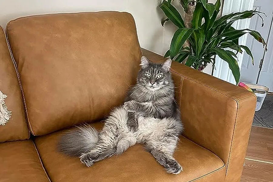 Cat Sitting on Couch 1 jpg