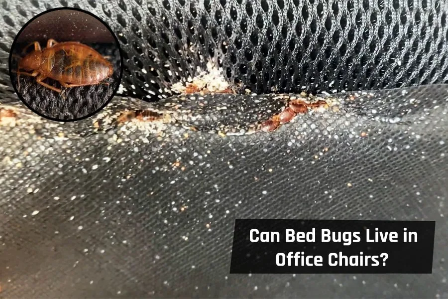 Can Bed Bugs Live In Office Chairs? Guarding Against Infestation Seat