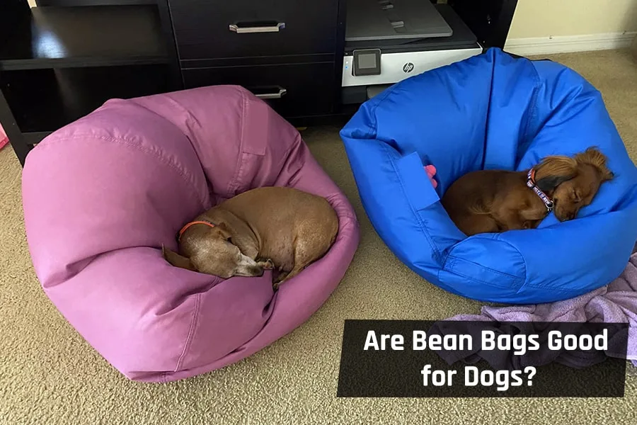 Are Bean Bags Good for Dogs?